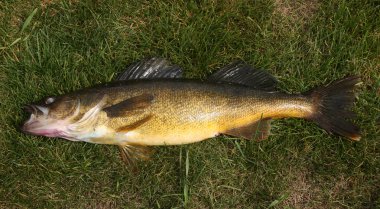 walleye üzerinde çim yakın çekim