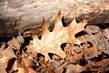 sonbaharda kuru Meşe yaprağı