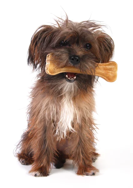 Yorkshire with a bone — Stock Photo, Image