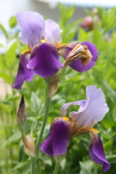 Lila liljeväxter — Stockfoto