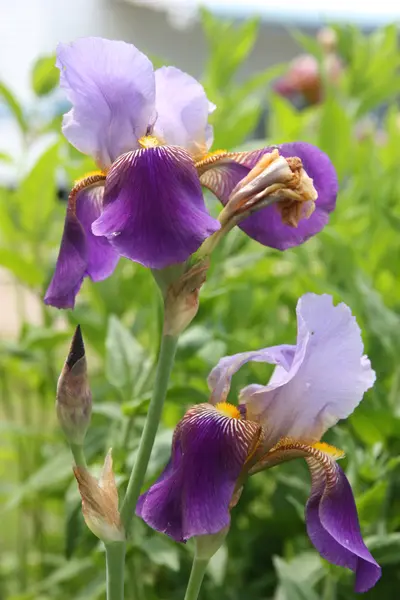 Liliáceas moradas —  Fotos de Stock