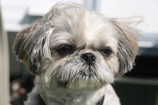 Shih Tzu. — Fotografia de Stock