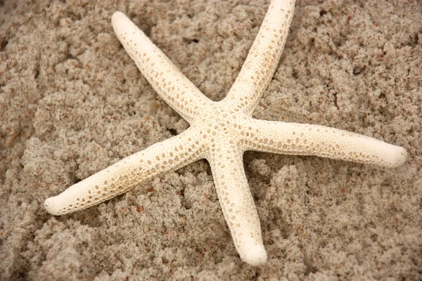 Starfish on beach — Stock Photo, Image