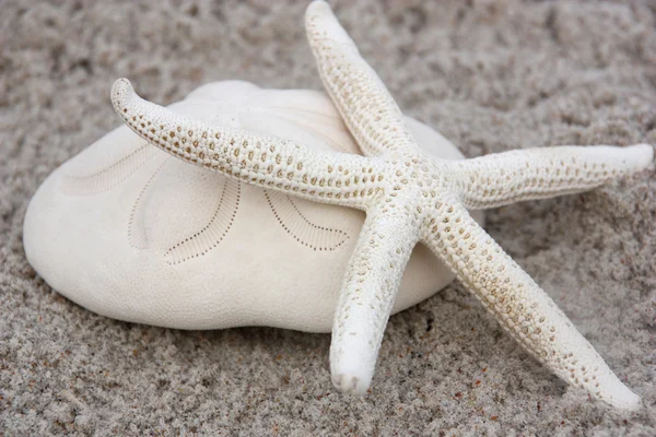 Starfish on beach — Stock Photo, Image