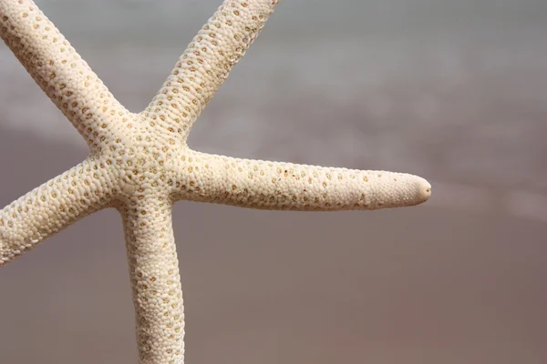 Starfish na praia — Fotografia de Stock