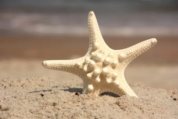 Starfish on beach — Stock Photo, Image