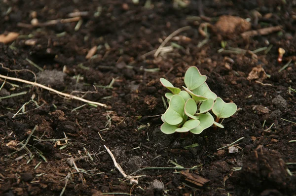 Radish sprout — Stockfoto