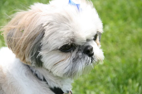 Shih Tzu. — Fotografia de Stock