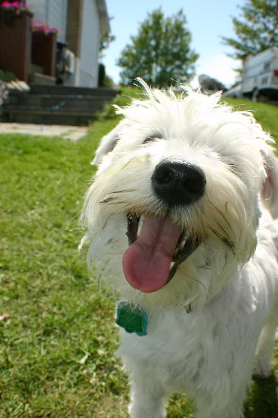 Schnauzer hund - Stock-foto