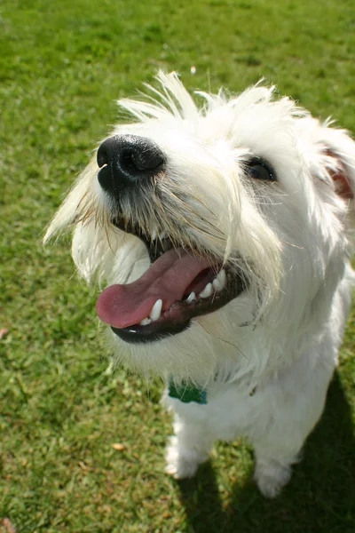 Schnauzer hund - Stock-foto