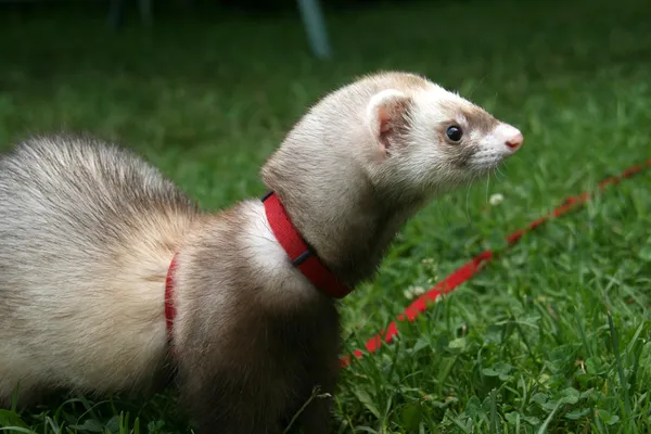 Ferret — Stock Photo, Image