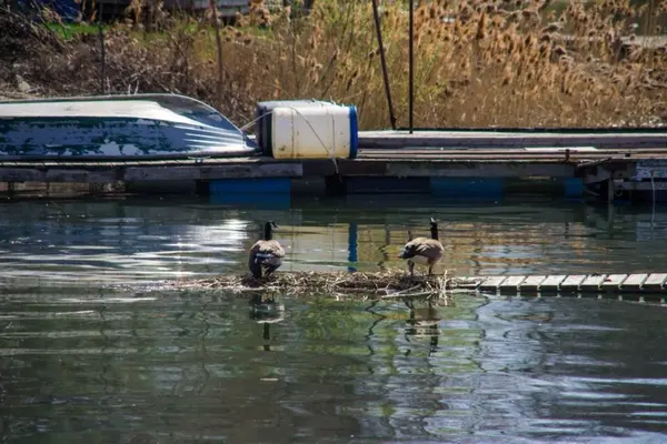 Zwei Enten bei Sturz auf Fluss — Stockfoto