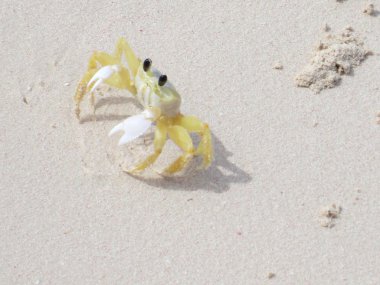 florida plaj üzerinde sarı Yengeç