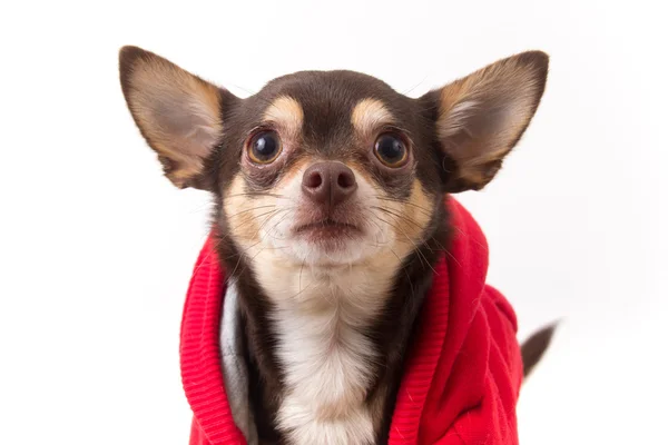Chihuahua köpek ceket ile — Stok fotoğraf