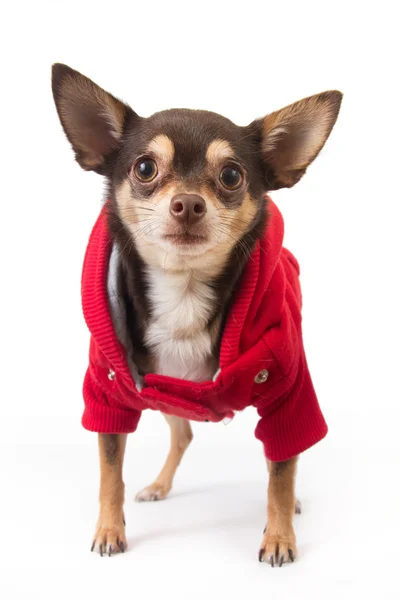Chihuahua dog with coat — Stock Photo, Image