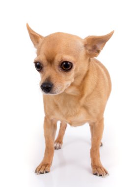 kadın chihuahua