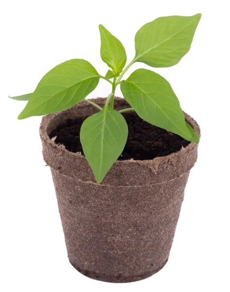 Young hot pepper plant — Stock Photo, Image