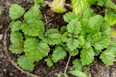 Melissa officinalis, Melisa nane tesisi