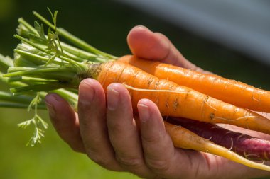 turuncu ve mor havuç kırpma el