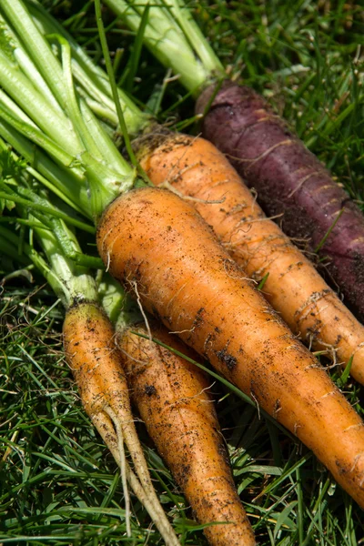 Orange and purple carrot crop — Stock Photo, Image