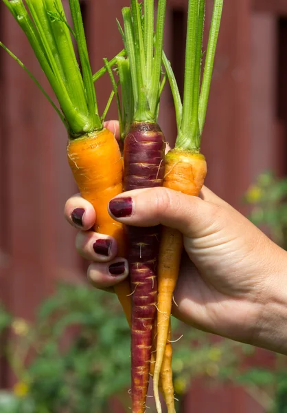 Orange and purple carrot crop in hand — Stock Photo, Image