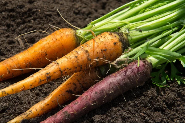 Помаранчевий і фіолетовий урожай моркви — стокове фото