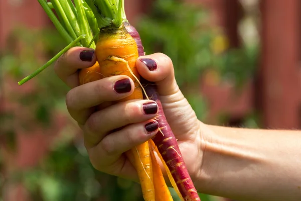 Orange and purple carrot crop in hand — Stock Photo, Image