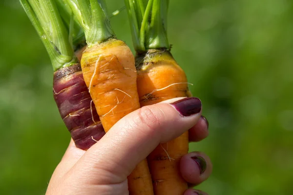 Orange and purple carrot crop in hand — Stock Photo, Image