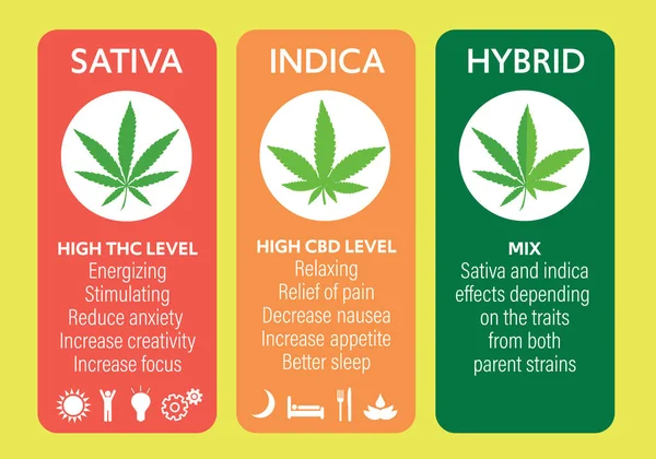 Cannabis Indica Sativa Stammen Soort Informatie Grafische Gids — Stockvector