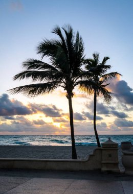 Siluet Tropikal Palmiye Ağaçları Hollywood Florida sahillerinde gün doğumunda