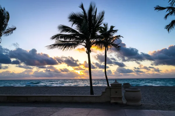 Silueta Palmeras Tropicales Amanecer Hollywood Florida Playa Broadwalk — Foto de Stock
