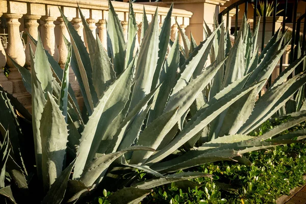 Giant Aloe Vera Thick Leaves Ornamental Plant Garden — Foto de Stock