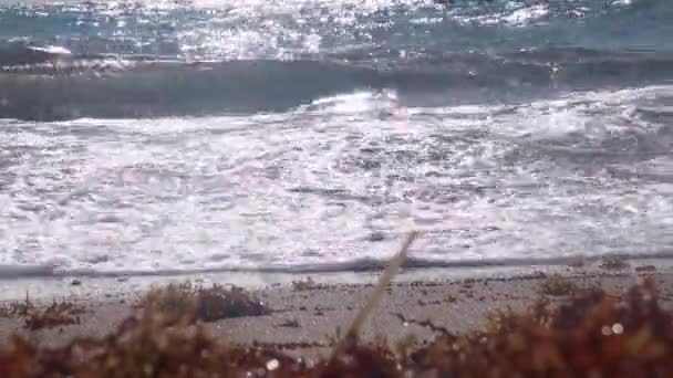 Meereswellen Morgen Spülten Unkraut Strand Aus — Stockvideo