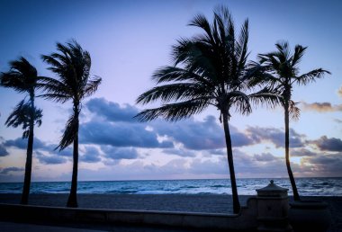 Siluet Tropikal Palmiye Ağaçları Hollywood Florida sahillerinde gün doğumunda