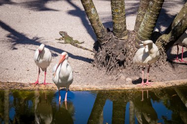 Beyaz aynaklar, Florida bahçesinde uzun bacaklı kuş.