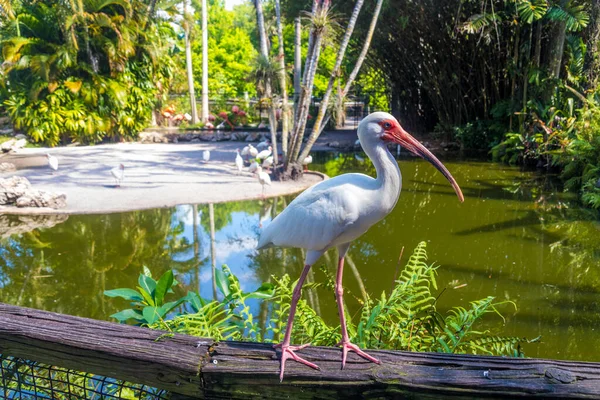 American White Ibis Wetland Bird Long Legged Bird Florida Garden — Fotografia de Stock