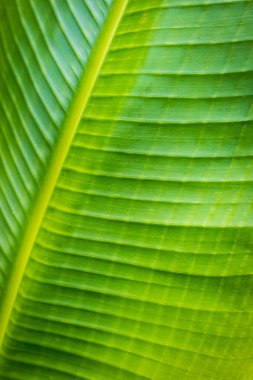 Bir kuzgun madagascariensis bitkisinin taze yeşil tropikal yaprağı yakın plan gezgin palmiyesi