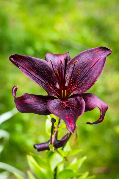 Koyu Mor Güzel Zambak Çiçeği Yakın Plan Lilium Lanciifolium Çiçeği — Stok fotoğraf