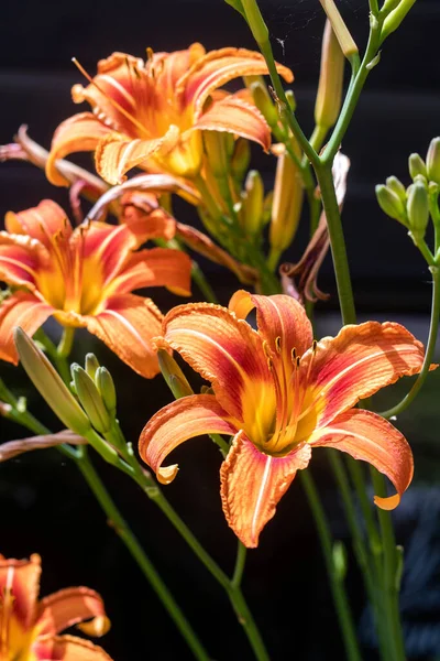 Dagliljor Hemerocallis Blomma Full Blom Sommaren — Stockfoto