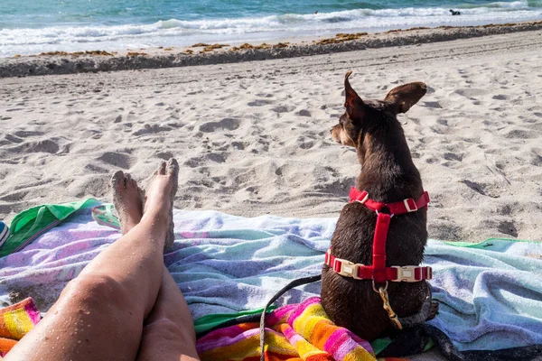 Beach Moment Sea Pinscher Dog Florida Vacation — Fotografia de Stock