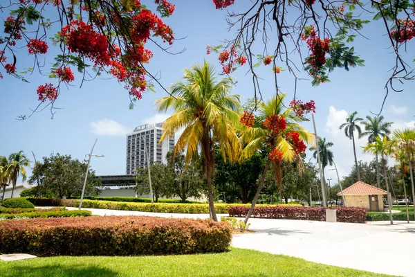 Hollywood Florida Usa July 2022 Royal Poinciana Tree Branch Artspark — Stockfoto