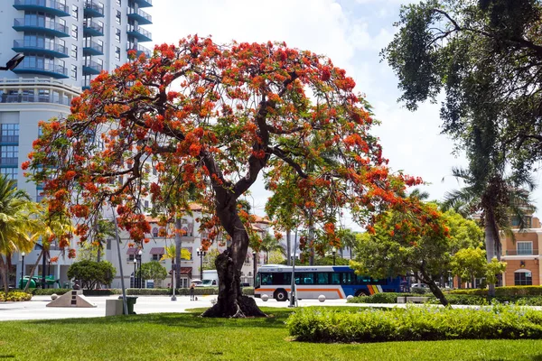 Hollywood Florida Usa July 2022 Royal Poinciana Tree Branch Artspark — Φωτογραφία Αρχείου