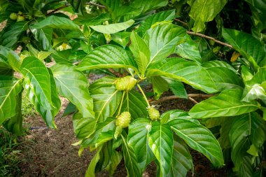 Florida bahçesinde yetişen Morinda Citrifolia meyvesi ağacı