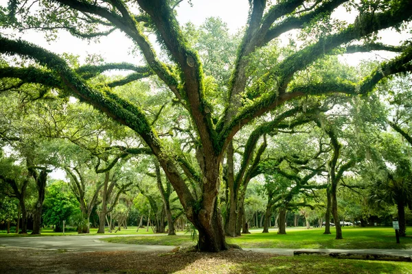 Beautiful Natural Tree Covered Leaves Snyder Park Fort Lauderdale Florida — Fotografia de Stock