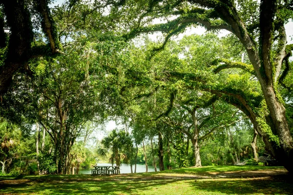 Beautiful Natural Tree Covered Leaves Snyder Park Fort Lauderdale Florida — Fotografia de Stock