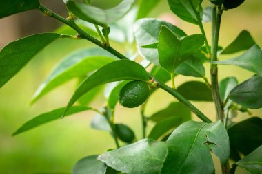 Lime fruit growing on the citrus plant in the garden close up on the fruit