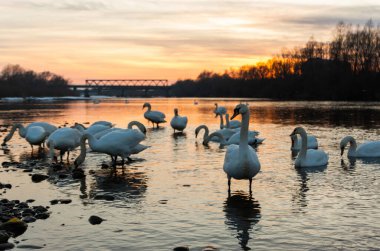 Gün batımında kuğular, nehirde kuğular;