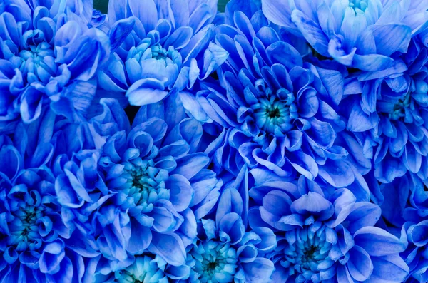 Blue Dahlia — Stock Photo, Image