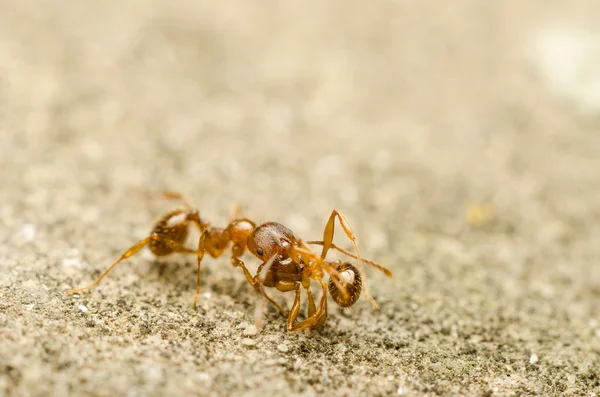 Hormiga roja — Foto de Stock