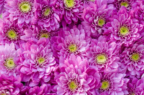 Dahlia Flowers — Stock Photo, Image